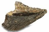 Fossil Woolly Mammoth Molar - Siberia #259993-2